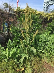 Rumex cristatus