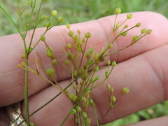 Spermolepis echinata