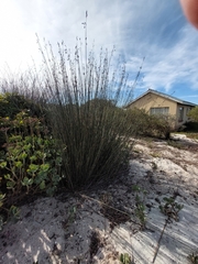 Thamnochortus spicigerus