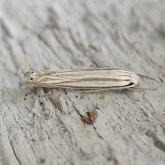 Polyhymno luteostrigella