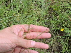 Spermolepis echinata