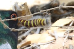 Apyrrothrix araxes