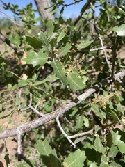 Quercus × undulata