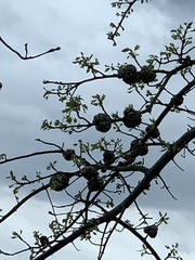 Callirhytis quercuscornigera