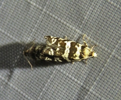 Epinotia tedella