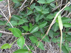 Commicarpus scandens