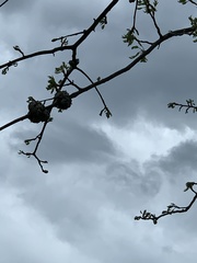 Callirhytis quercuscornigera