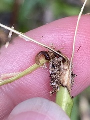 Penthesilea difficilis