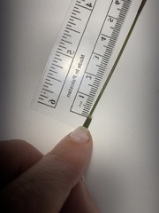 Dichanthelium wrightianum