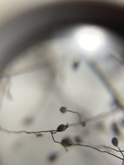 Dichanthelium wrightianum