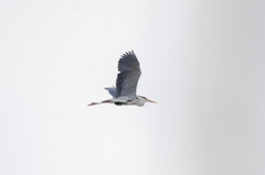 Ardea cinerea