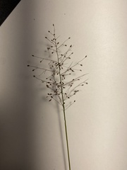 Dichanthelium wrightianum