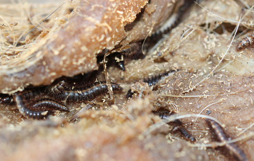 Common Carrion Beetle photo 5