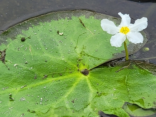 Image of Nymphoides cristata by no rights reserved