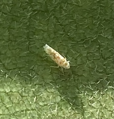 Protalebra nexa