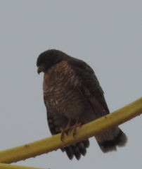 Rupornis magnirostris