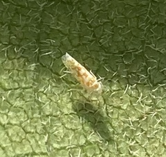 Protalebra nexa