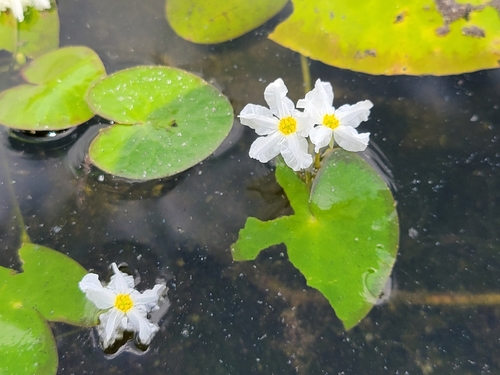 Image of Nymphoides cristata by no rights reserved