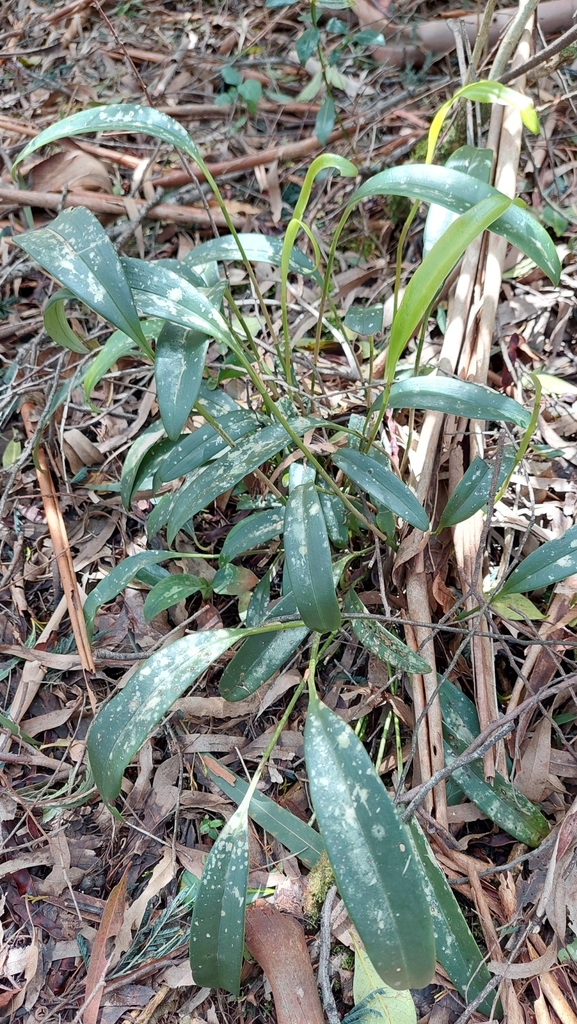 Stelis galeata