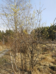 Salix