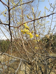 Salix