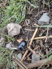 Geotrupes stercorarius