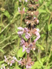 Stachys stebbinsii