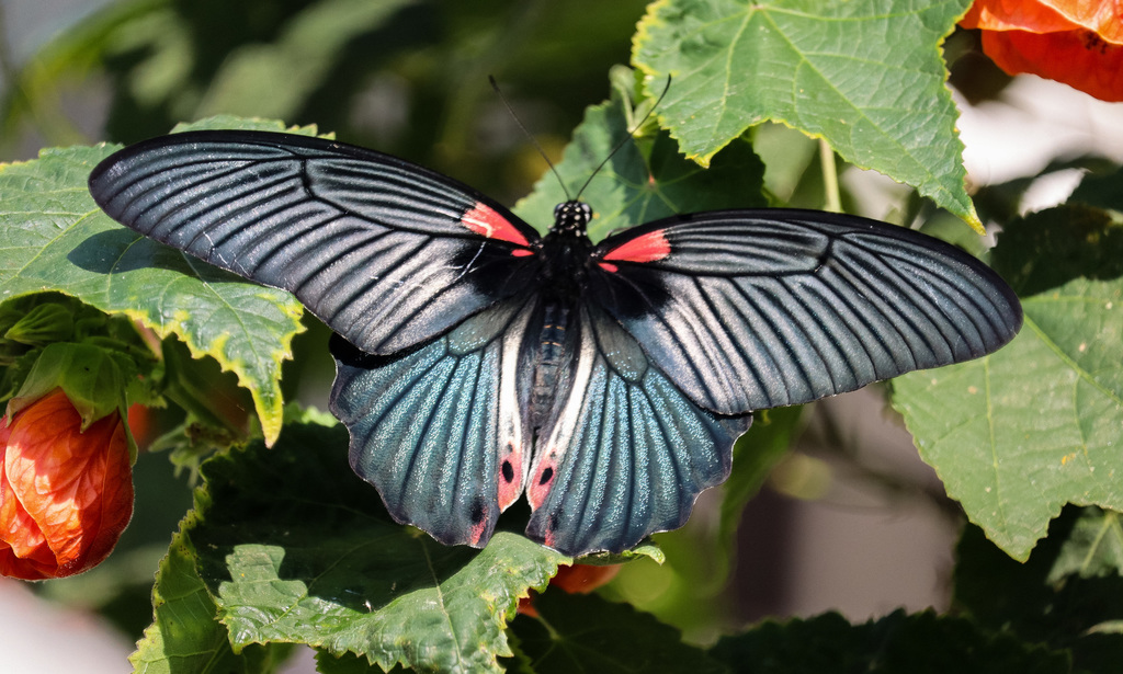 美凤蝶（Papilio memnon）