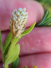 Blutaparon vermiculare