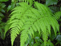 Macrothelypteris