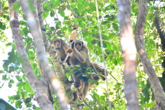 Brachyteles hypoxanthus