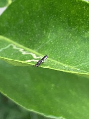 Diptera