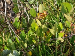 Searsia laevigata laevigata