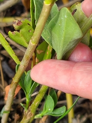 Blutaparon vermiculare