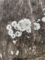 Fungi