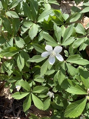 Anemonoides quinquefolia