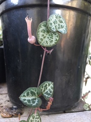 Ceropegia linearis
