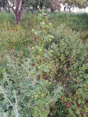 Scrophularia peregrina