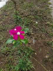 Catharanthus roseus