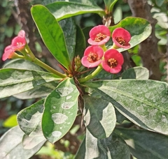 Euphorbia milii