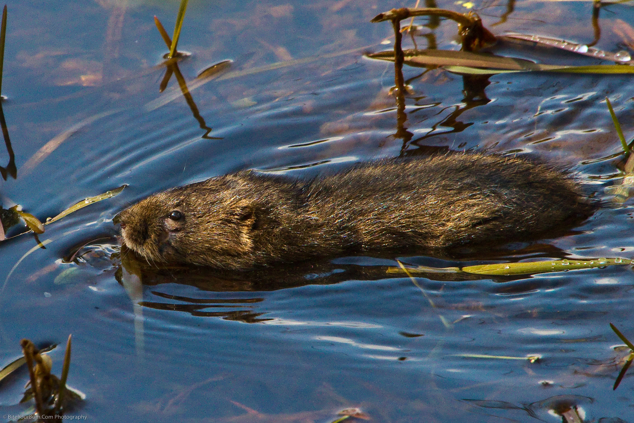 Water Vole Swimming