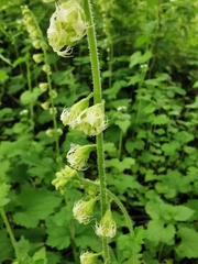 Tellima grandiflora