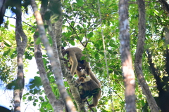 Brachyteles hypoxanthus