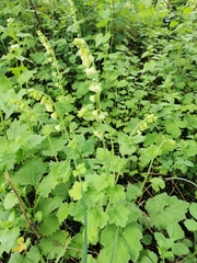 Tellima grandiflora