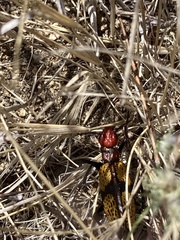 Tegrodera aloga