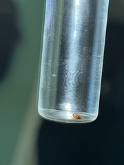 Ctenocephalides