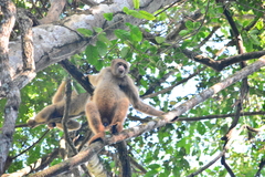 Brachyteles hypoxanthus