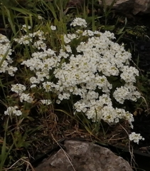Arabis caucasica