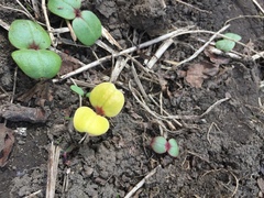 Impatiens glandulifera