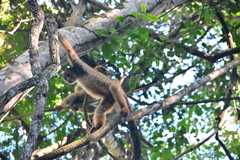 Brachyteles hypoxanthus